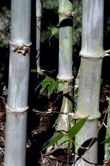 <i> Dendrocalamus hamiltonii</i> 