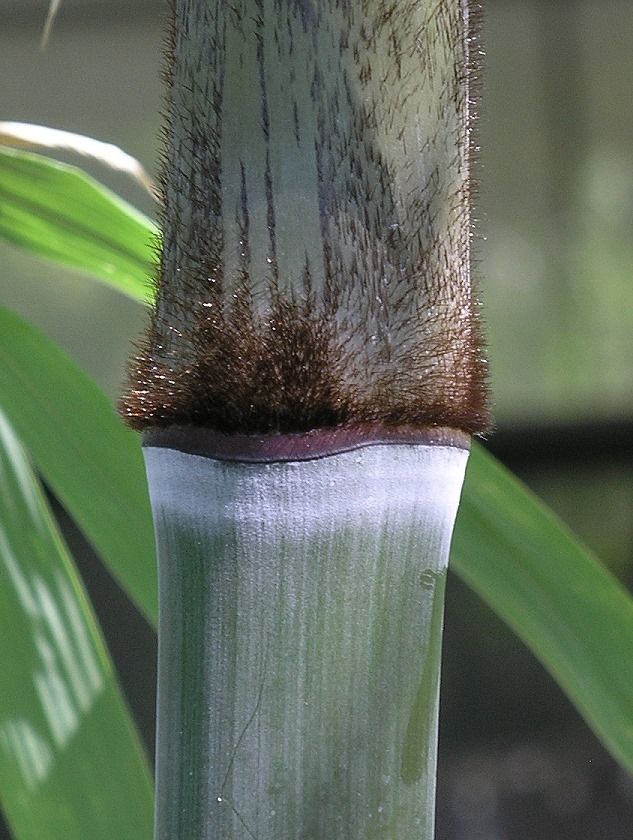 <i> Dendrocalamus sinicus</i> 