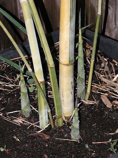 <i> Dendrocalamus minor</i> 'Amoenus'
