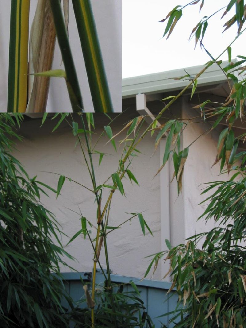 <i> Bambusa dolichoclada</i> 'Stripe'