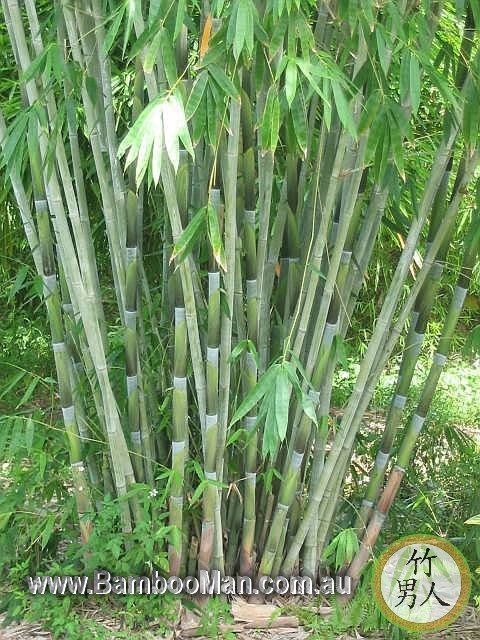 <i> Dendrocalamus minor</i> 'Amoenus'