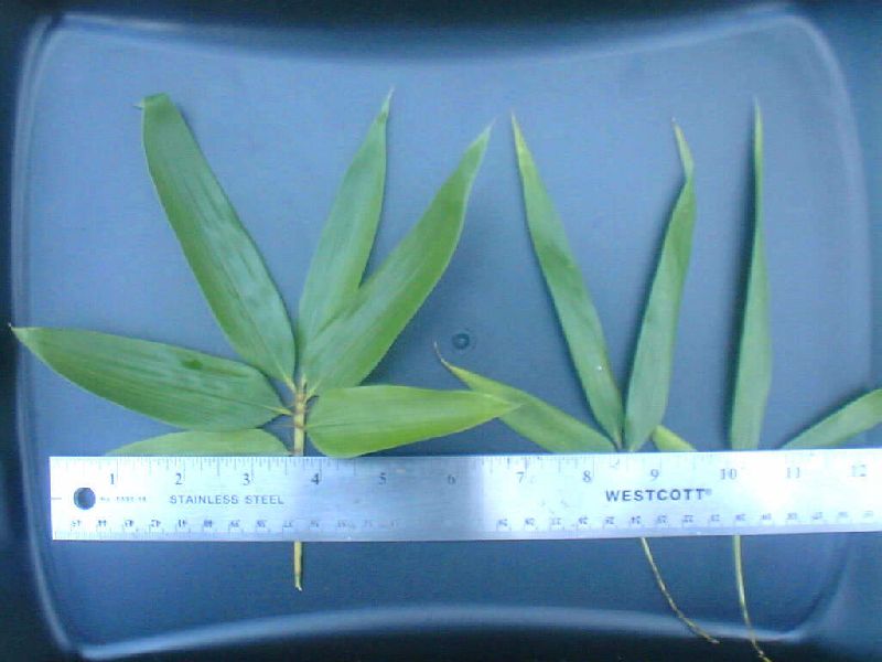 <i> Phyllostachys bambusoides</i> 'Rib Leaf'