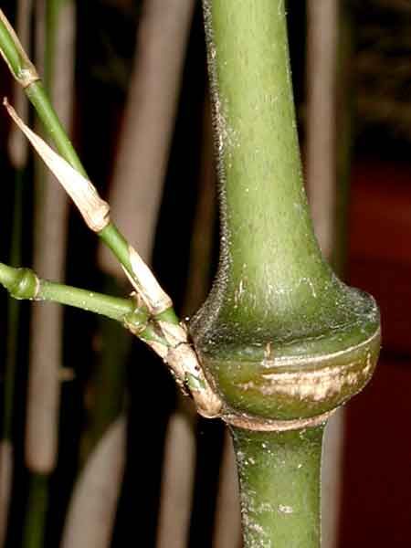 <i> Chimonobambusa tumidissinoda</i> 