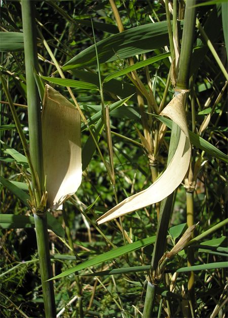 <i> Thamnocalamus spathiflorus</i> 