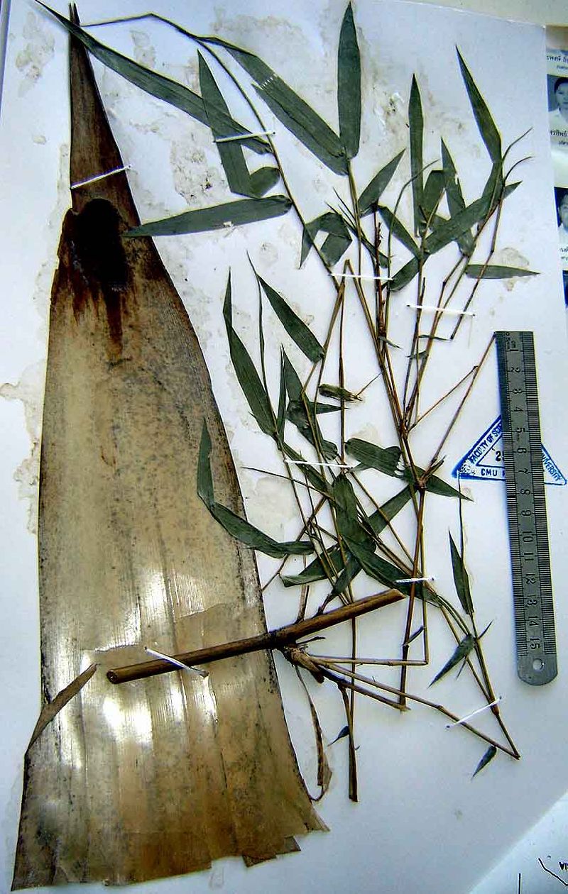 <i> Thyrsostachys siamensis</i> 