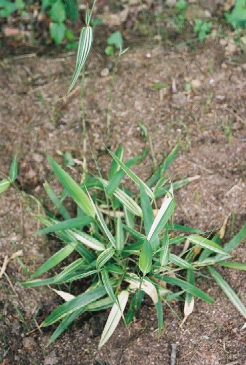 <i> Pseudosasa japonica</i> 'Variegata'