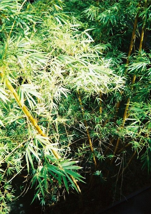 <i> Bambusa vulgaris</i> 'Vittata'