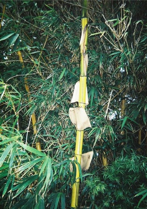 <i> Bambusa vulgaris</i> 'Vittata'