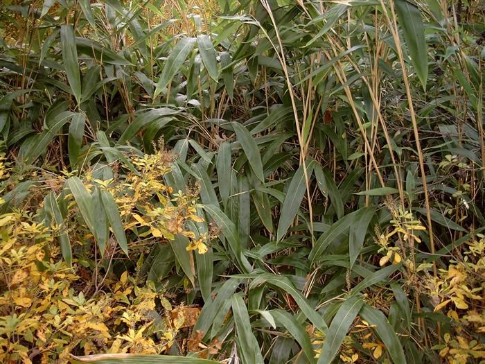 <i> Indocalamus tessellatus</i> 