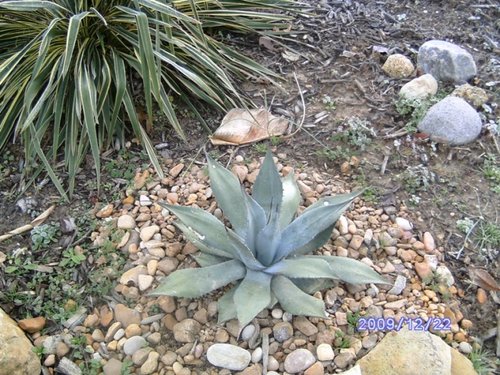 agave parryi, no toasting yet