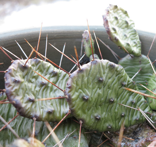 Frozen prickly pear pads