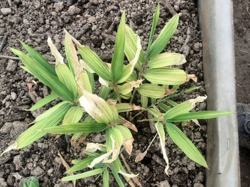 luteosulcata-variegated-seedling-small.jpg