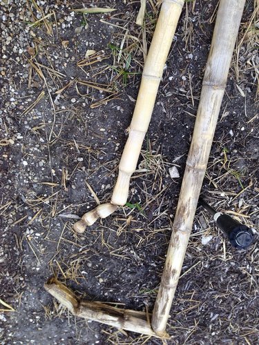 Dead Bamboo Stalks.JPG