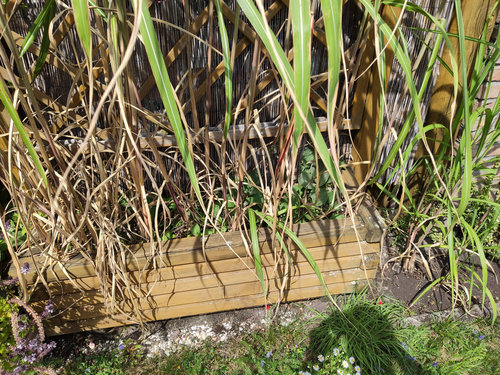bamboo1.jpg