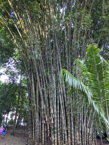 Walkies_first-day_07_enormous_bamboo_sm.resize.jpeg