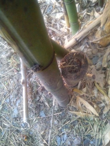 bambu ovi-muro-2018-abril-vivax-ojo tiene la seccion un poco asimetrica ocmoe l bambusioides-- ---0089.jpg.jpg