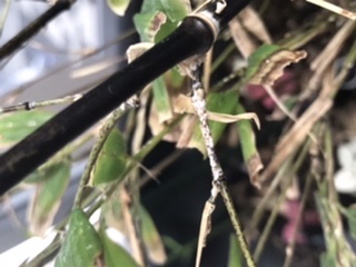 When first noticed, they were most dense around the main stem, just above ground level and spreading up about 2 inches. Clusters like this on higher branches is rare but many joints at mid point and below have 2-5 little white spots.