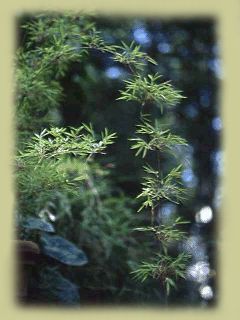 Bamboo Photo