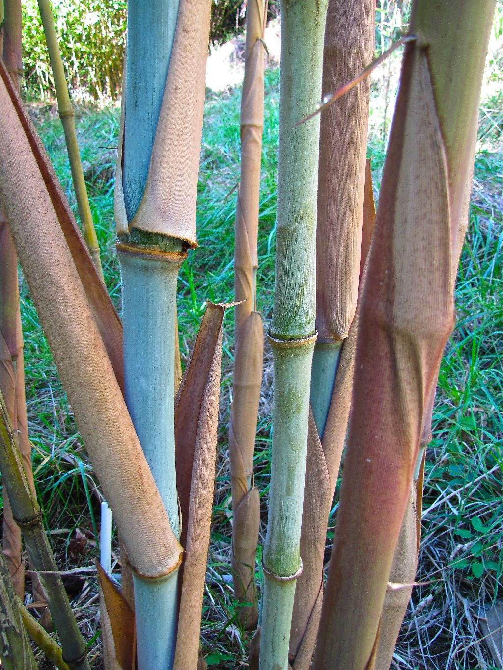 BambooWeb - Borinda papyrifera photos and Information pg9