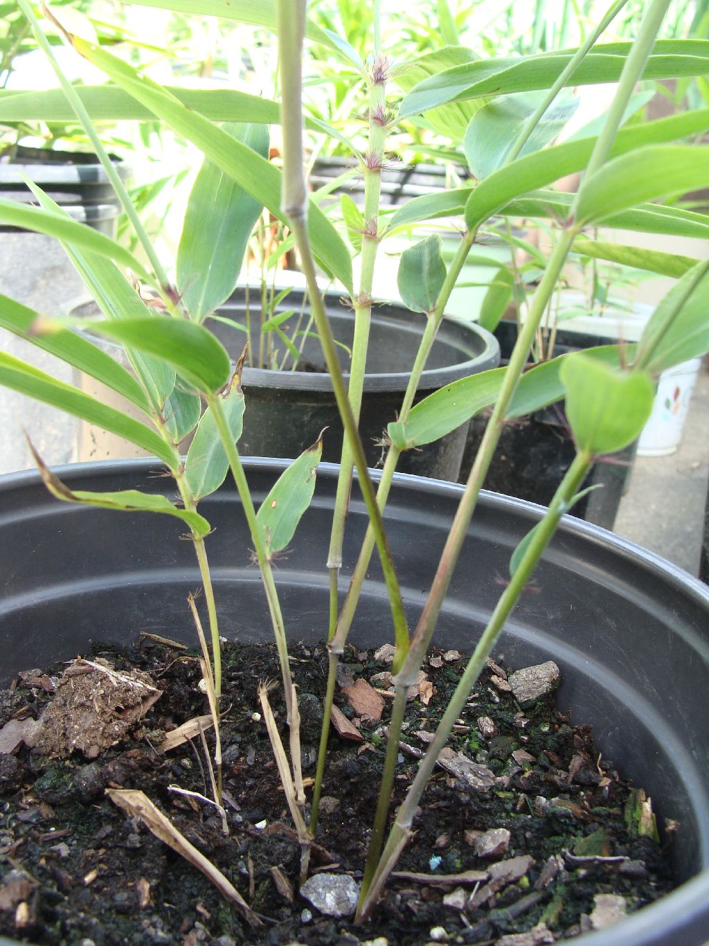BambooWeb Bamboo Photos And Information Pg1724 bambooweb-bamboo-photos-and-information-pg1724