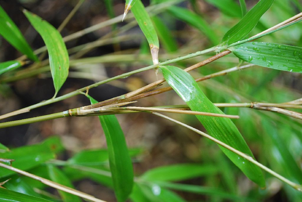 BambooWeb Yushania anceps 'Pitt White' photos and Information pg2