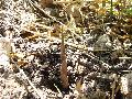 Phyllostachys parvifolia 