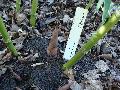Phyllostachys parvifolia 