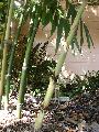 Dendrocalamus yunnanicus 