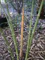 Dendrocalamus yunnanicus 