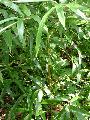 Phyllostachys vivax 'Huangwenzhu Inversa'