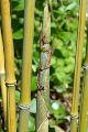 Phyllostachys iridescens 