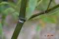 Phyllostachys iridescens 