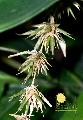 Schizostachyum brachycladum 