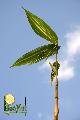 Schizostachyum brachycladum 