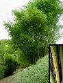 Bambusa dolichomerithalla 'Silverstripe'