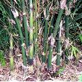 Bambusa sp. 'Polymorpha'