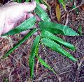 <i> Bambusa dolichomerithalla</i> 'Silverstripe'