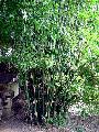 <i> Bambusa dolichomerithalla</i> 'Silverstripe'