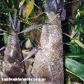 Dendrocalamus asper 'Betung Hitam'