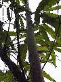 Dendrocalamus minor 