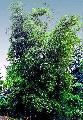 Guadua angustifolia 