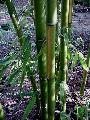 <i> Phyllostachys bambusoides</i> 'Castillon Inversa'