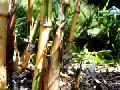 Phyllostachys bambusoides 'Castillon'