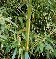 <i> Phyllostachys bambusoides</i> 'Castillon Inversa'