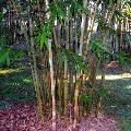 <i> Bambusa dolichomerithalla</i> 'Green stripe'
