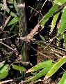 Gigantochloa atroviolacea 