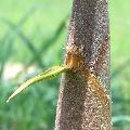 Dendrocalamus asper 'Betung Hitam'