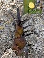 Dendrocalamus giganteus (variegated)