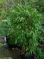 Gigantochloa pseudoarundinacea 