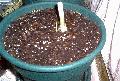 Melocanna baccifera 